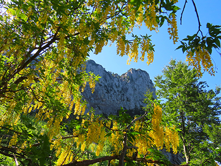 Baite di Mezzeno-Lago Branchino, festa di fiori-22giu26- FOTOGALLERY